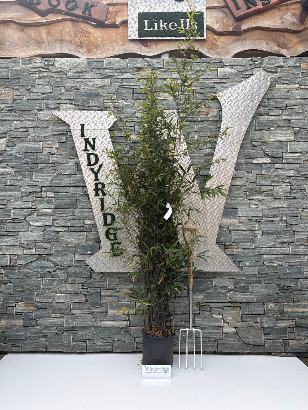 PHYLLOSTACHYS NIGRA CLT 12 VASO ROSSO H 150 - 200 CM