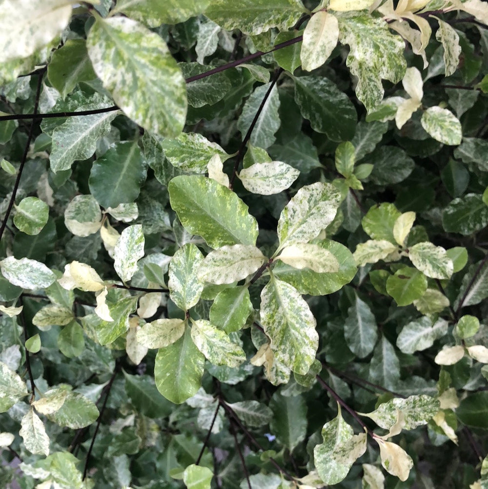 Pittosporum Irene Patterson      15L - Shrubs - Windyridge Garden Centre