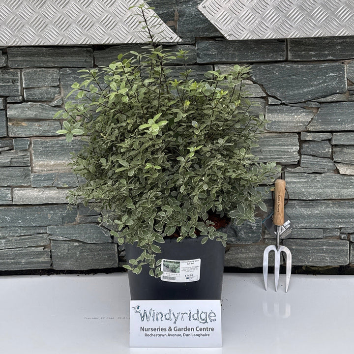 PITTOSPORUM Silver Ball Ball