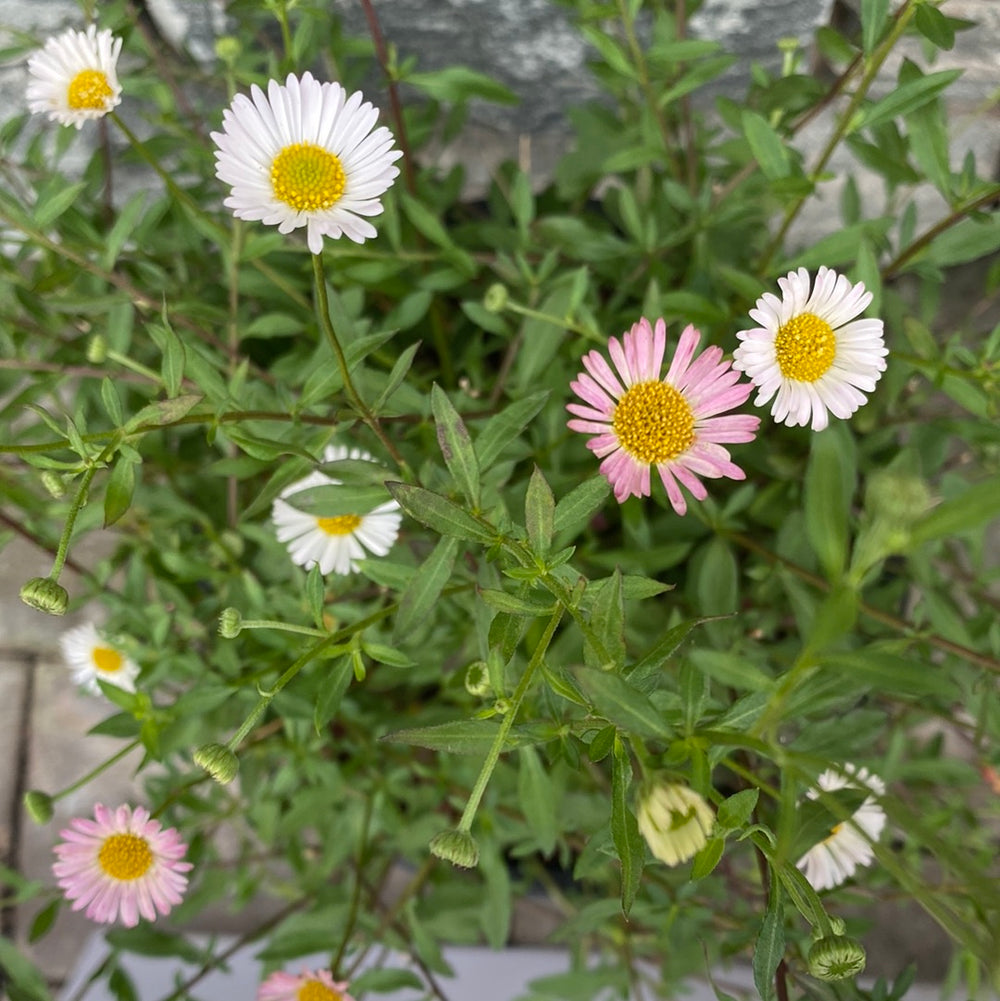 Erigeron Karv. Blutenmeer 2Lt - Herbaceous - Windyridge Garden Centre