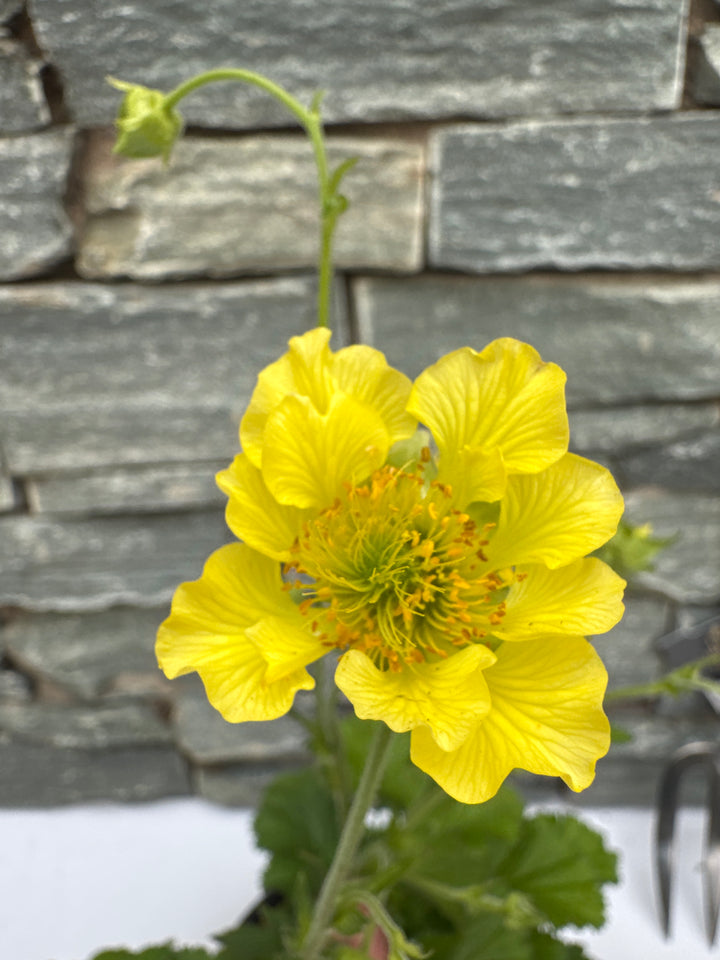 GEUM 'Banana Daiquiri'