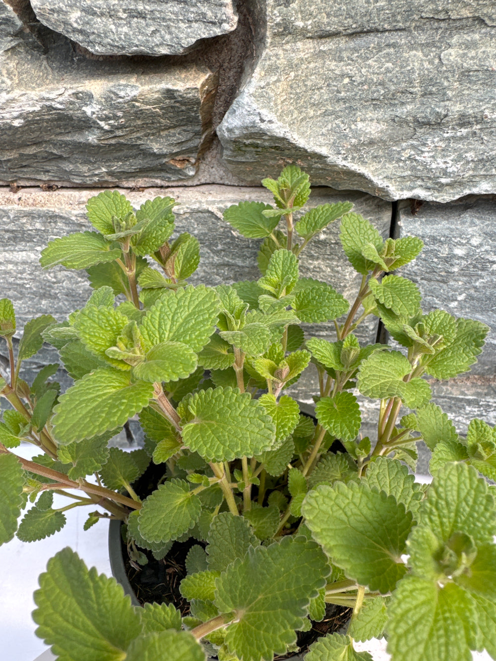 Nepeta Faas. Walkers Low  P13 - Herbaceous - Windyridge Garden Centre