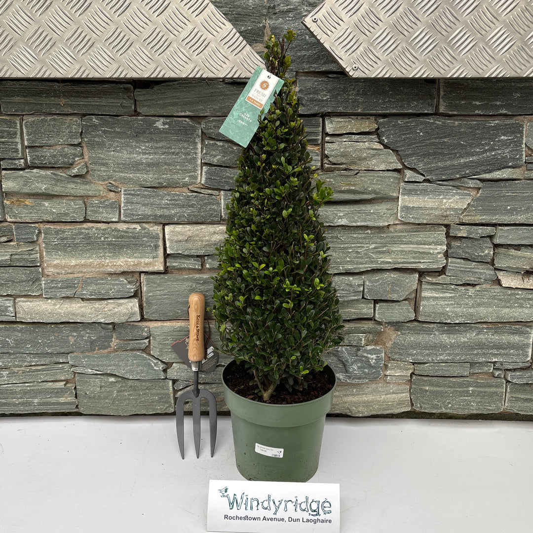 Ilex crenata Jenny P21 (4 Ltr)
