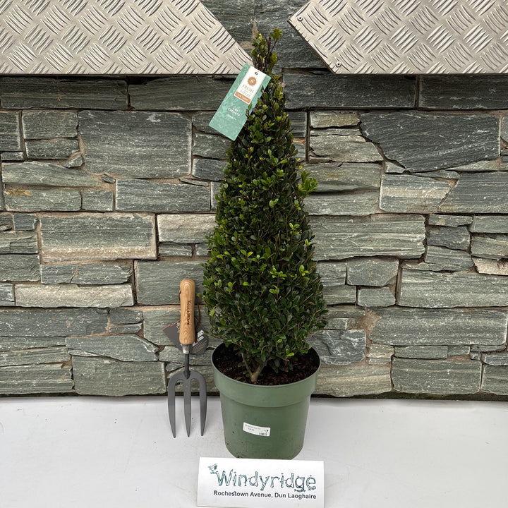 Ilex crenata Jenny P21 (4 Ltr)
