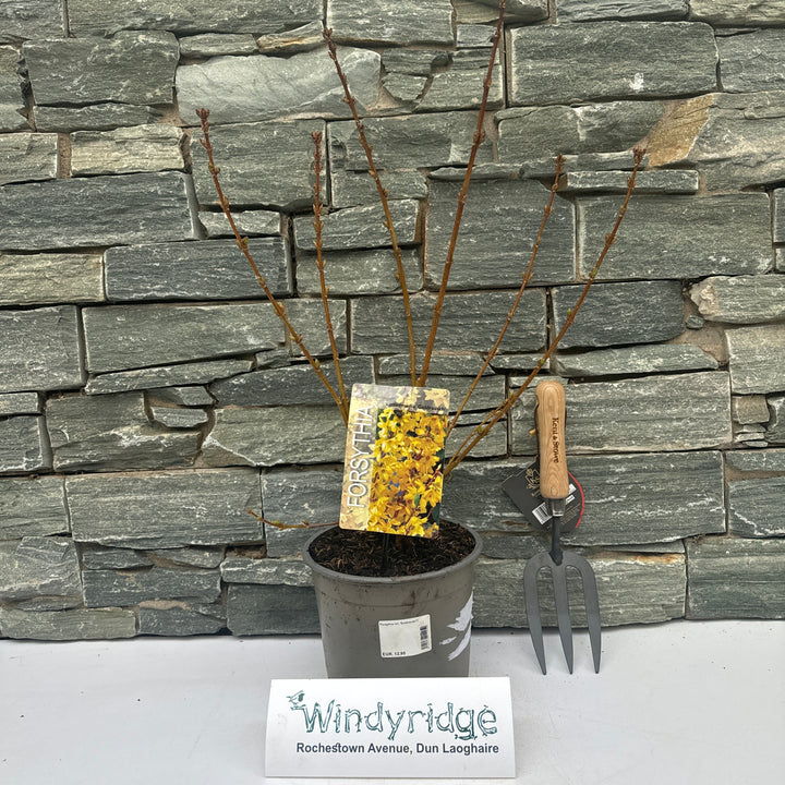 Forsythia int. Goldrausch