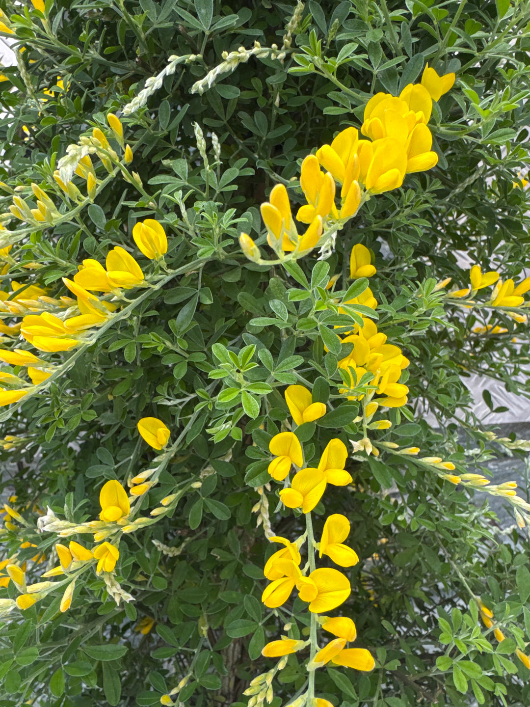 Genista spachiana  P23 - 3 cane pyr.