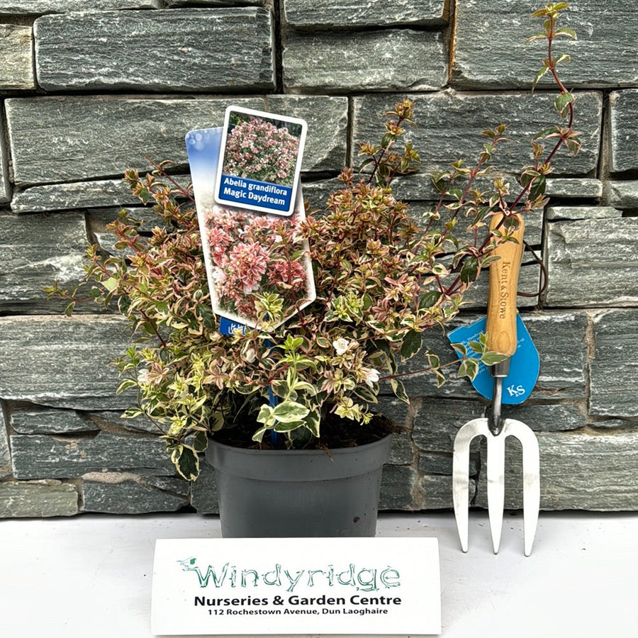 Abelia Grandifl. Magic Daydream - Shrubs - Windyridge Garden Centre