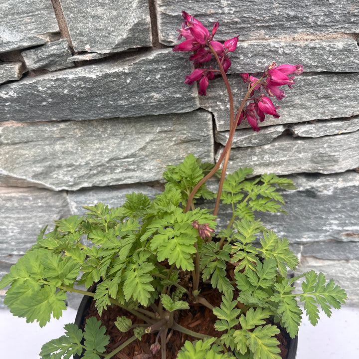 DICENTRA form. Luxuriant