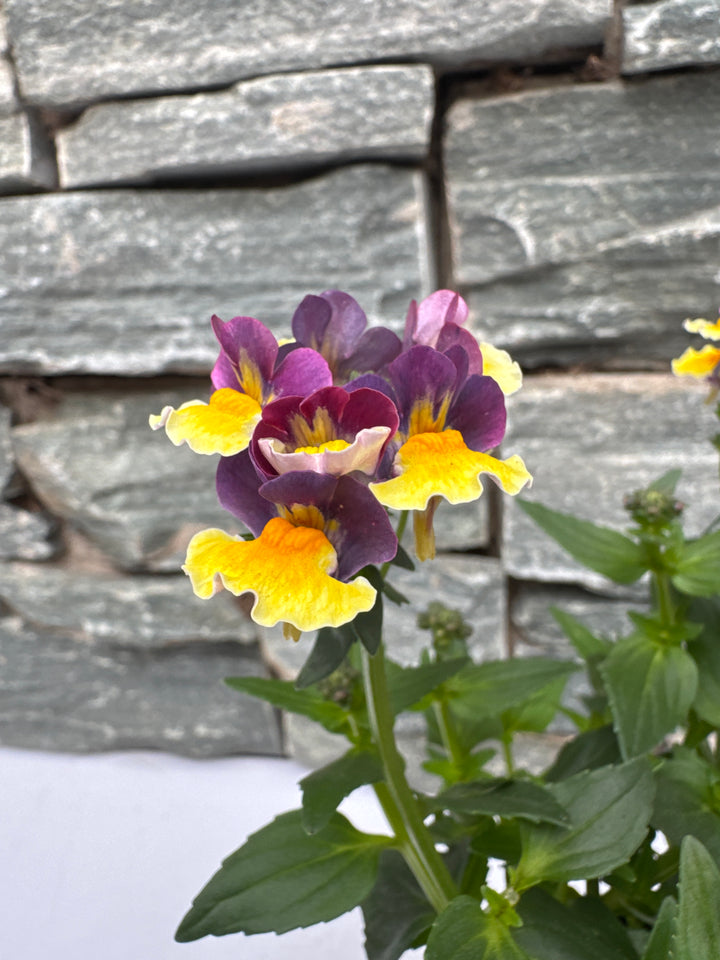 NEMESIA  RHUBARB & CUSTARD 1L