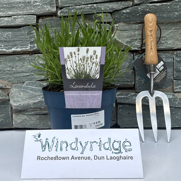 Lavandula Ang. 'Aromance White' 2 Ltr Pot - Grow Your Own - Windyridge Garden Centre