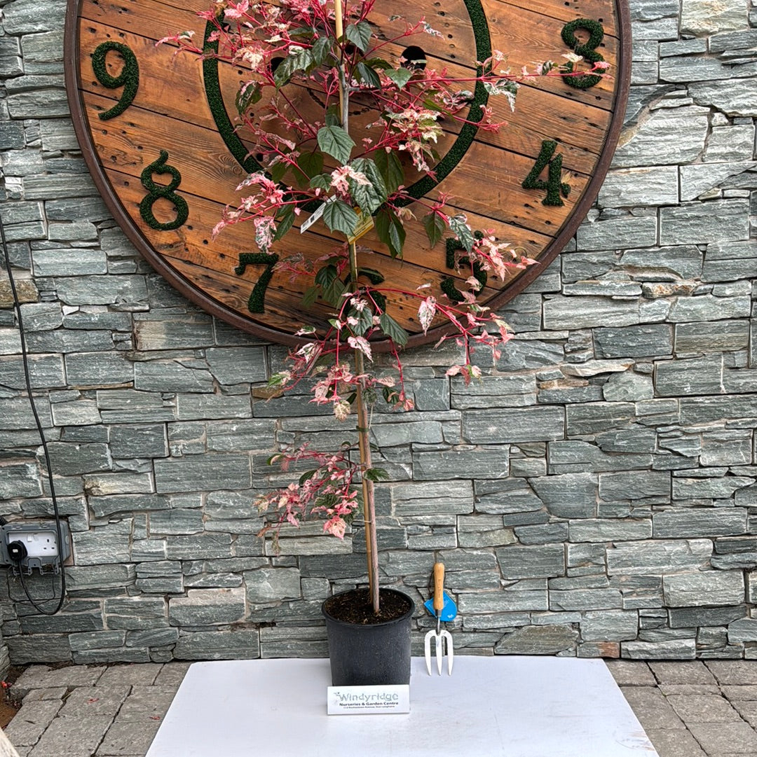 ACER CONSPICUUM RED FLAMINGO 1/2std 10ltr
