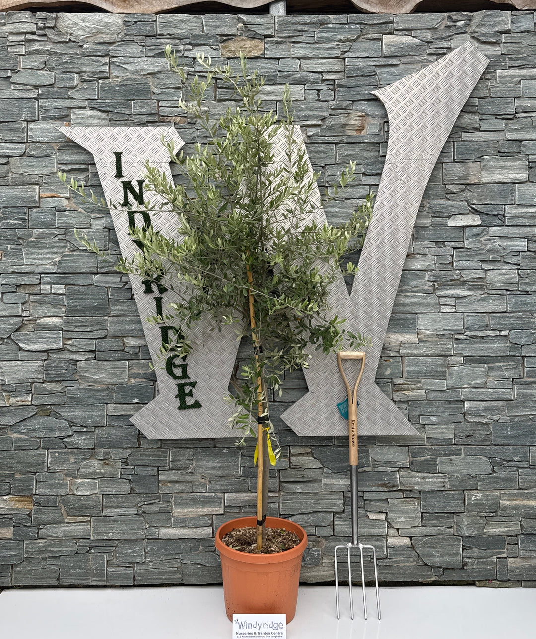 OLEA EUROPEA IN CVS CLT 30  CIRC. TR. 08 - 10 CM  1/2 STD FORMA TOSCANA