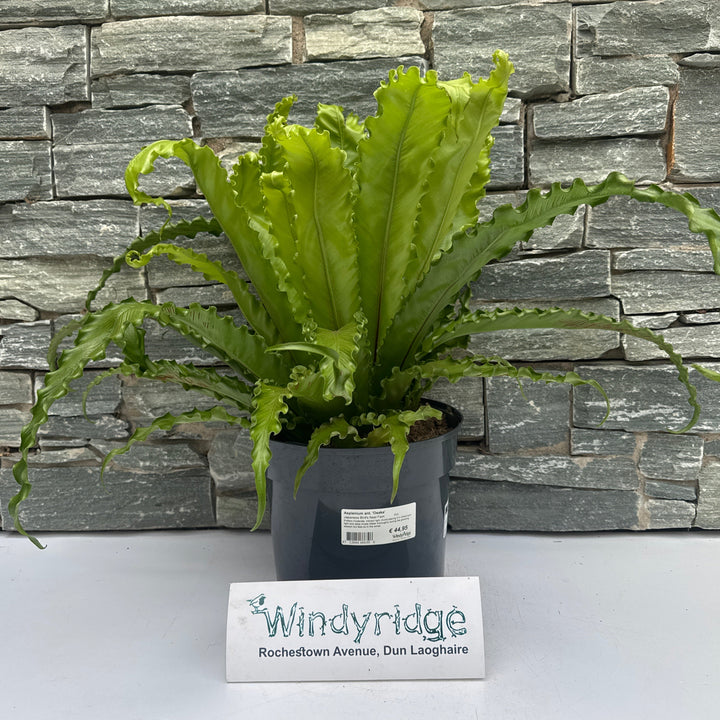 Asplenium ant. Osaka  P23