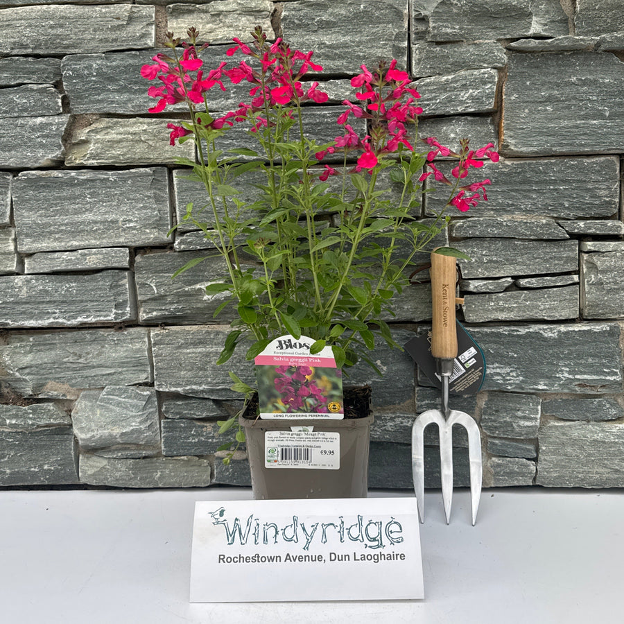 Autumn Sage (Salvia Greggii Mirage Pink) - Herbaceous - Windyridge Garden Centre
