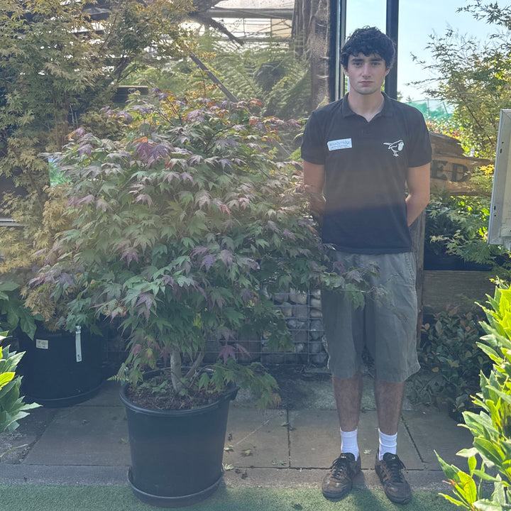 Acer pal. Tsumagaki 100-125 cm C 50L Specim.