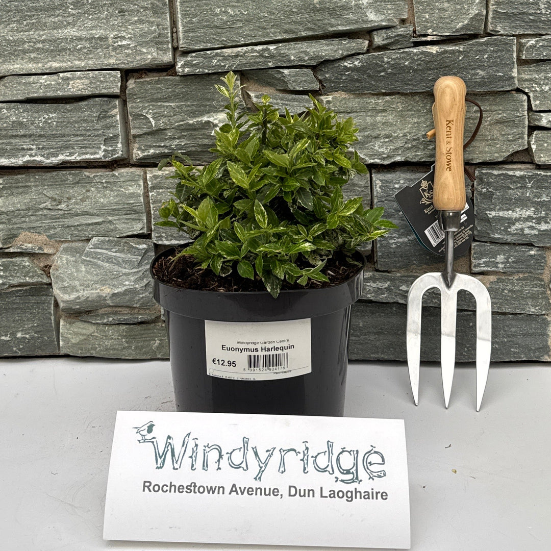 Euonymus Harlequin - Shrubs - Windyridge Garden Centre
