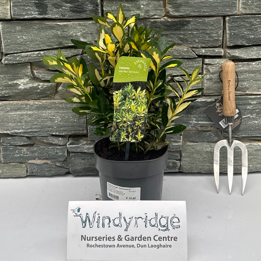 Euonymus jap Gold Queen  20-25 CM C2