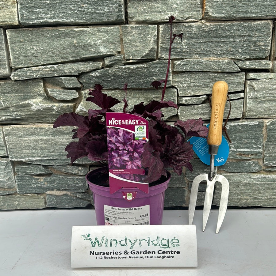 Heuchera Wild Berry - Herbaceous - Windyridge Garden Centre