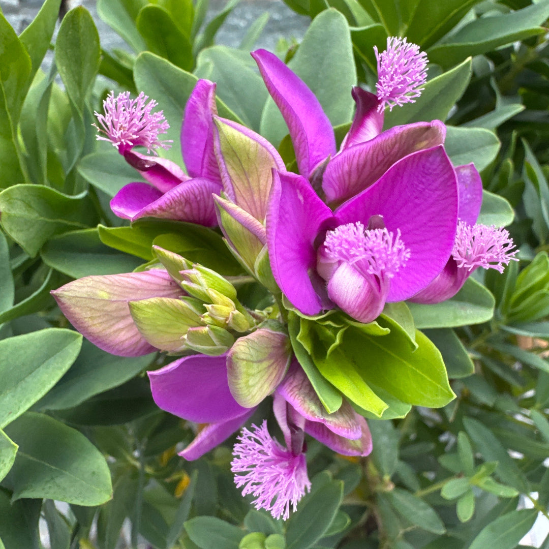 Polygala myrtifolia
