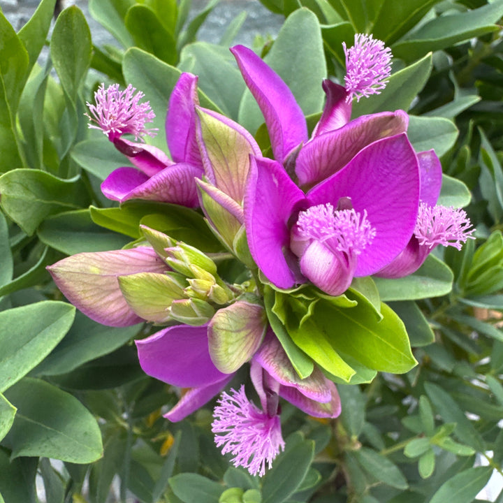Polygala myrtifolia