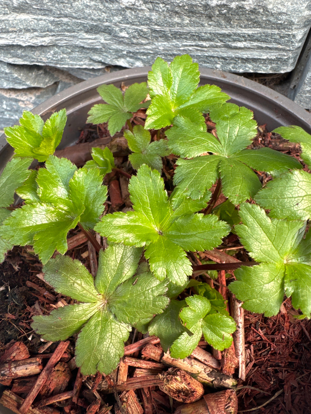 Astrantia maj. Cerise Button  2 Ltr pot