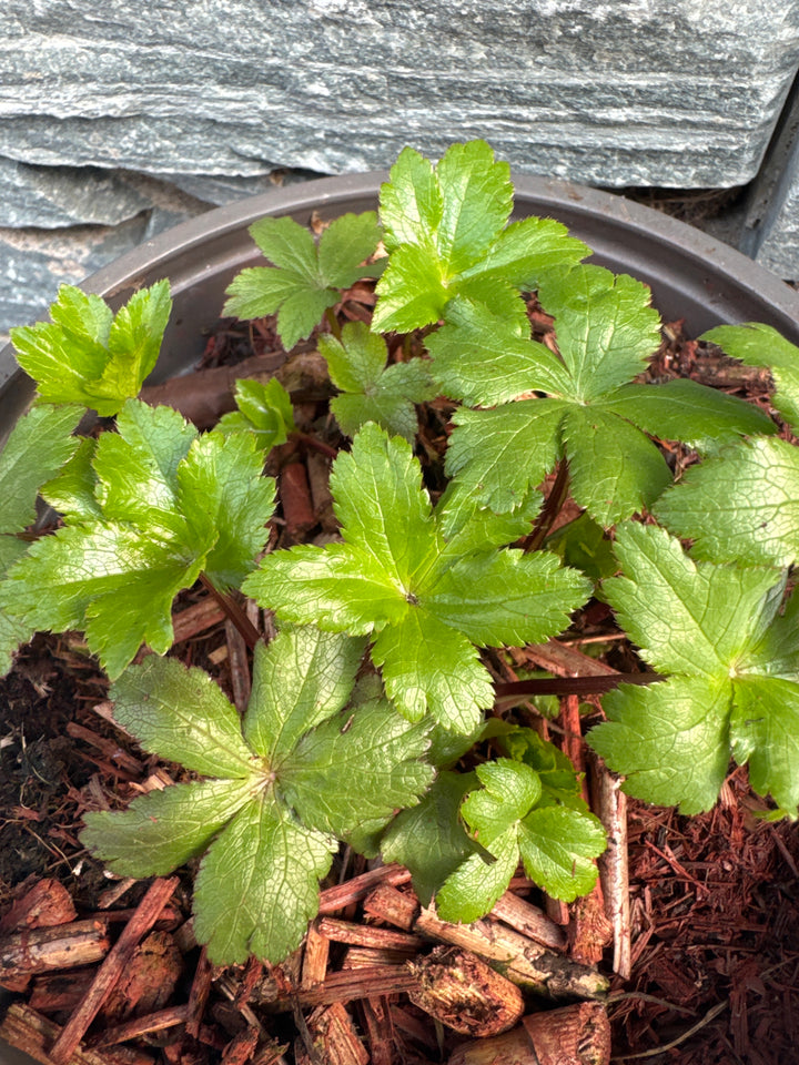 Astrantia maj. Cerise Button  2 Ltr pot