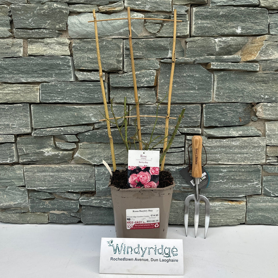 Rosa Bantry Bay - Roses - Windyridge Garden Centre