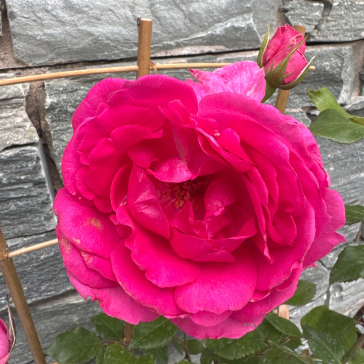 Rosa Pink Cloud 4.5lt pot
