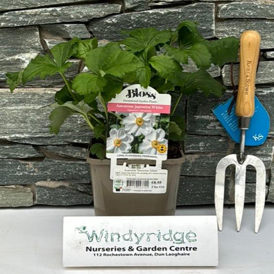 Windflower (Anemone Hybrida Honorine Jobert) - Herbaceous - Windyridge Garden Centre