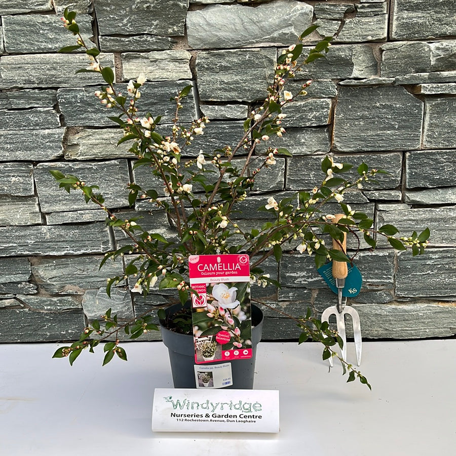Camellia Jap. Beauty Blush - Shrubs - Windyridge Garden Centre