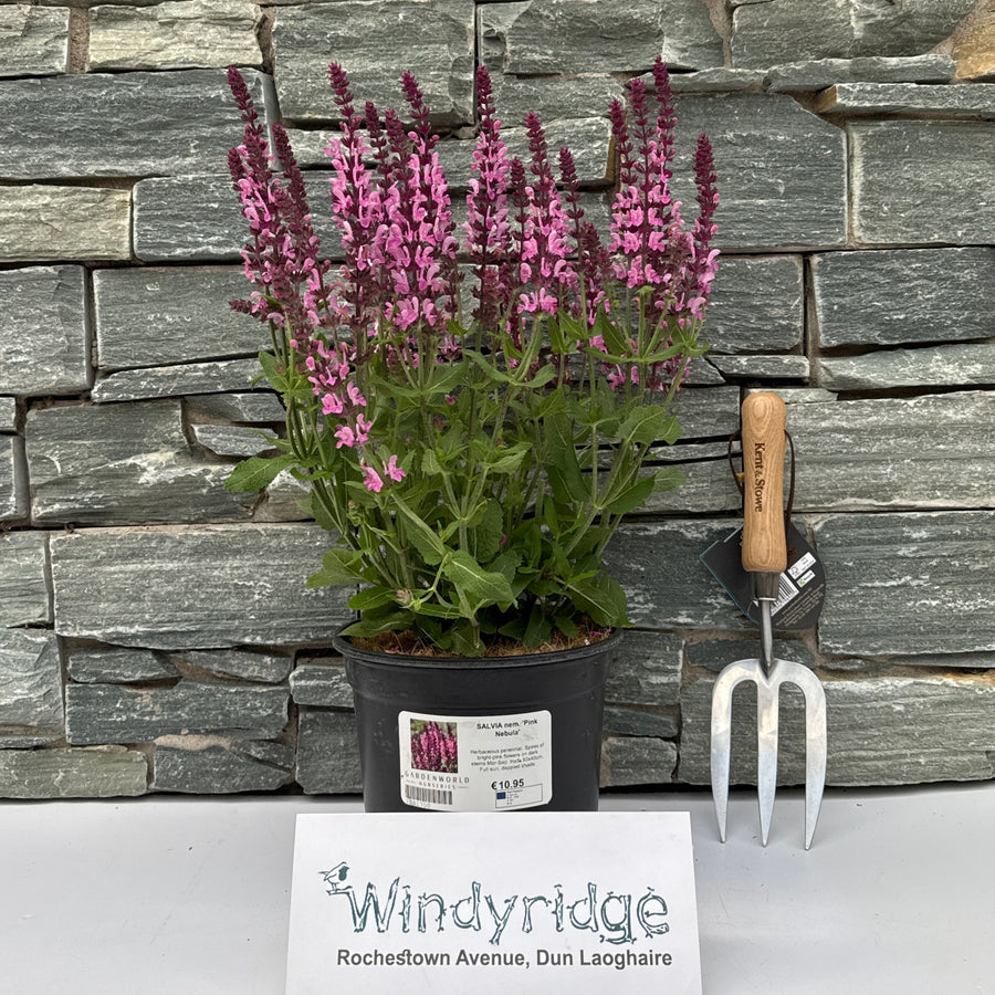 Salvia Nem. Pink Nebula - Herbaceous - Windyridge Garden Centre