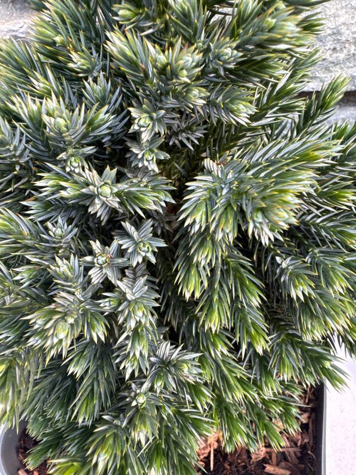 Juniperus squamata Blue Star