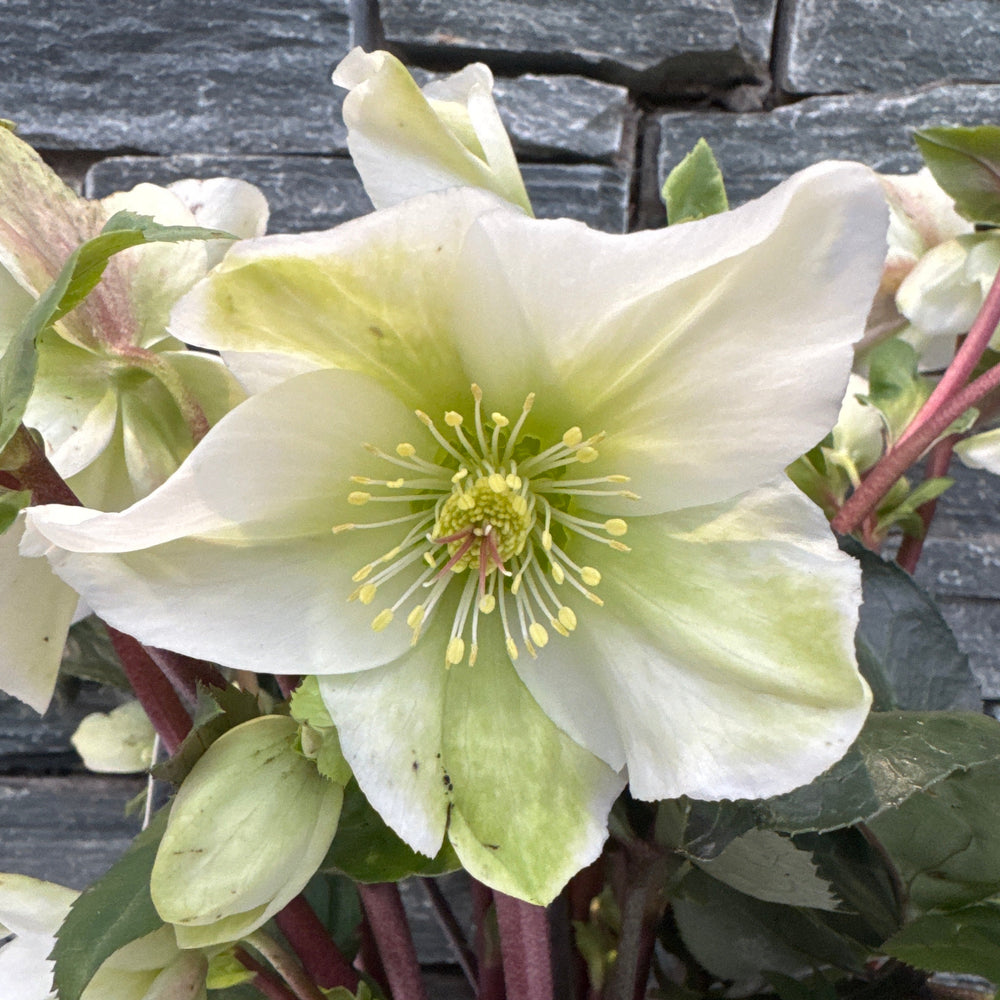 Close-up of a white and green flower with a blurred background