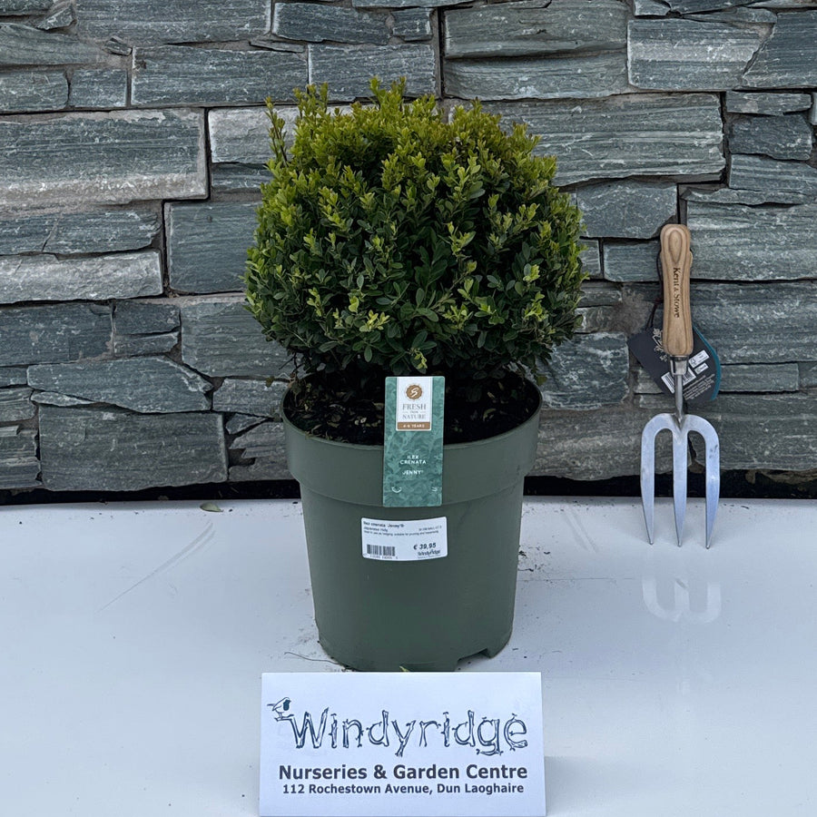 Ilex crenata 'Jenny'® - Standard Trees and Topiary - Windyridge Garden Centre