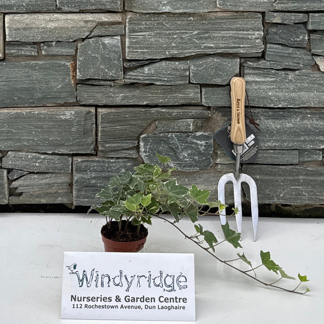 IVY 9cm