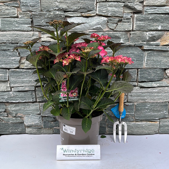 HYDRANGEA M. TIFFANY PINK