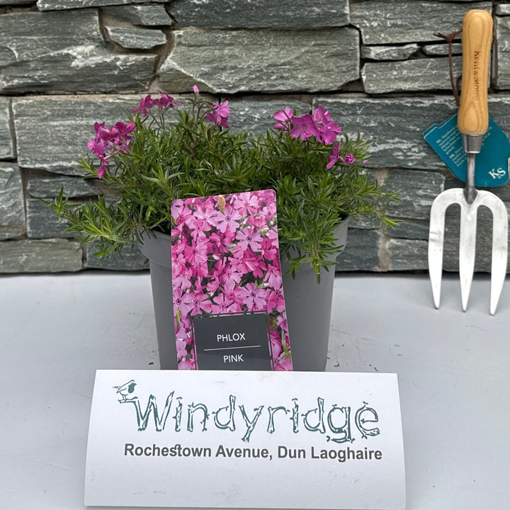 Phlox Subulata Mcdaniel'S Cushion - Herbaceous - Windyridge Garden Centre