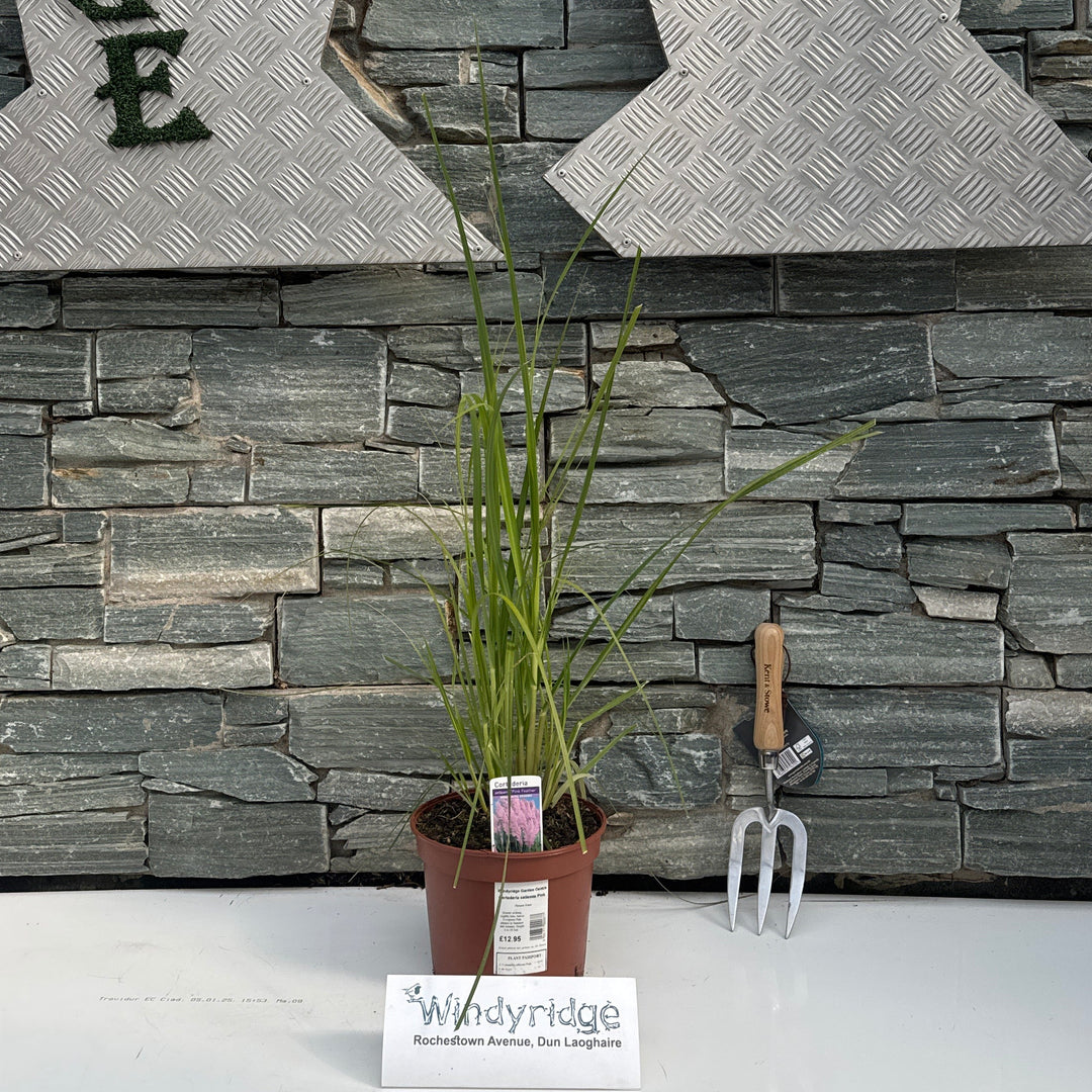 Cortaderia Selleona Pink - Herbaceous - Windyridge Garden Centre