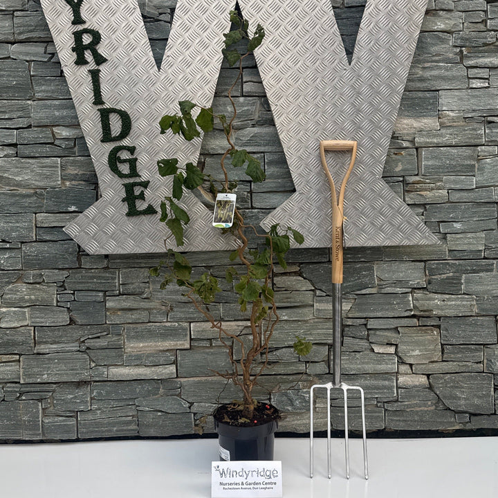 Corylus avellana Contorta  60-80 CM