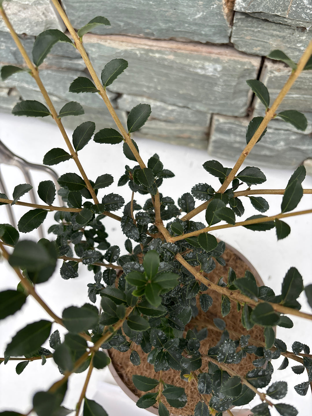 Osmanthus Delavyii