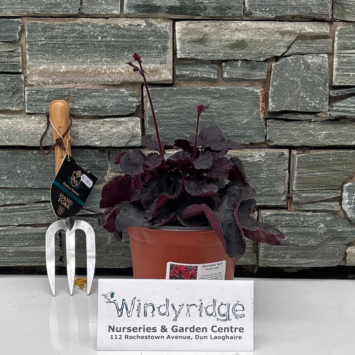 HEUCHERA 'Black Forest Cake' 3LR