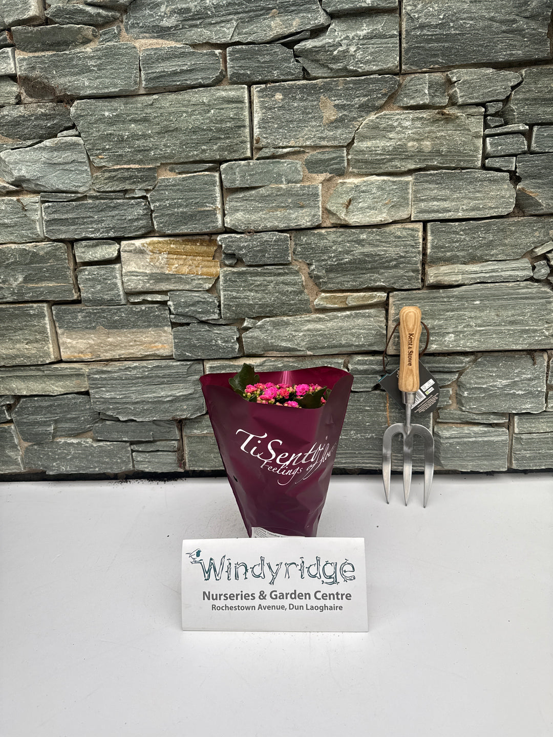 Kalanchoe Calandiva purple  P12