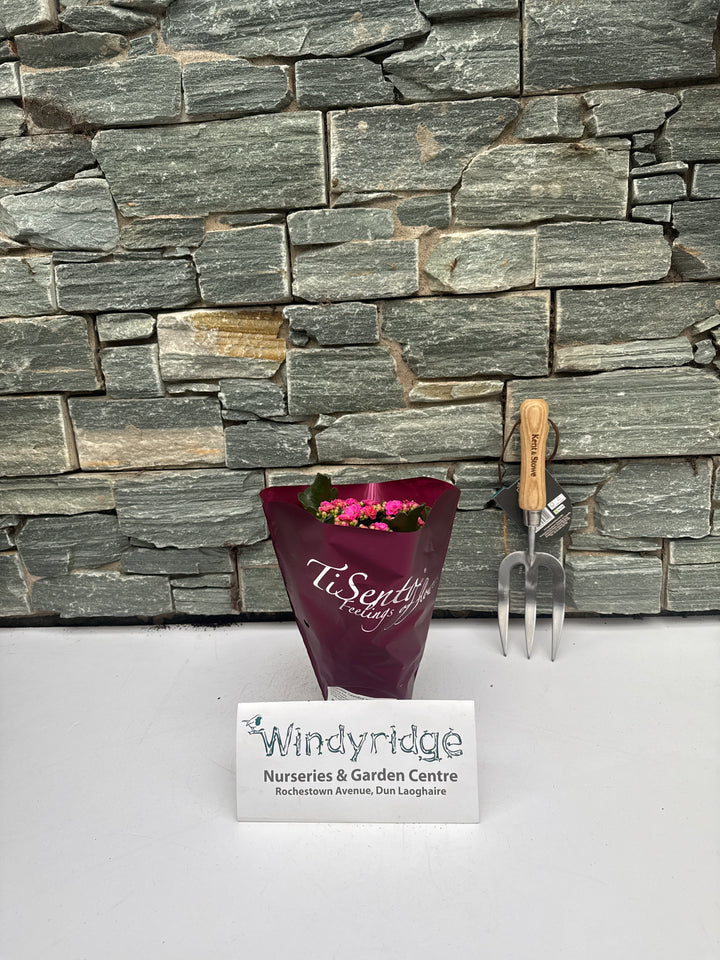 Kalanchoe Calandiva purple  P12