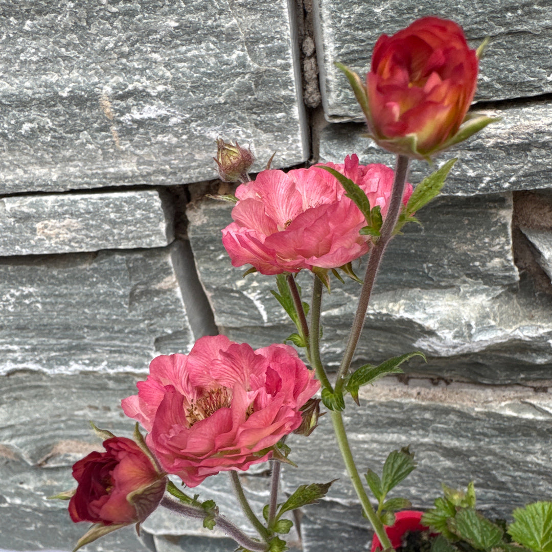 Geum Tempo Coral