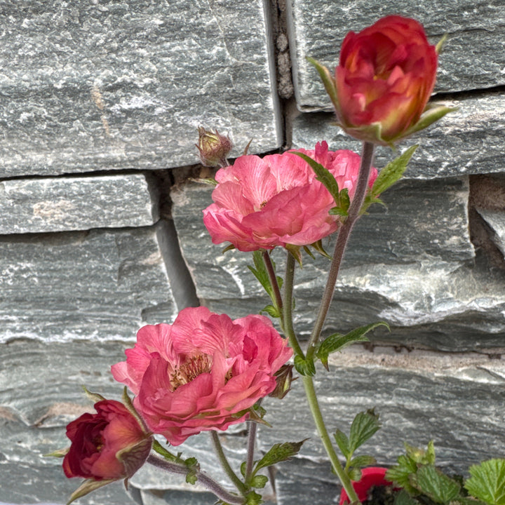 Geum Tempo Coral