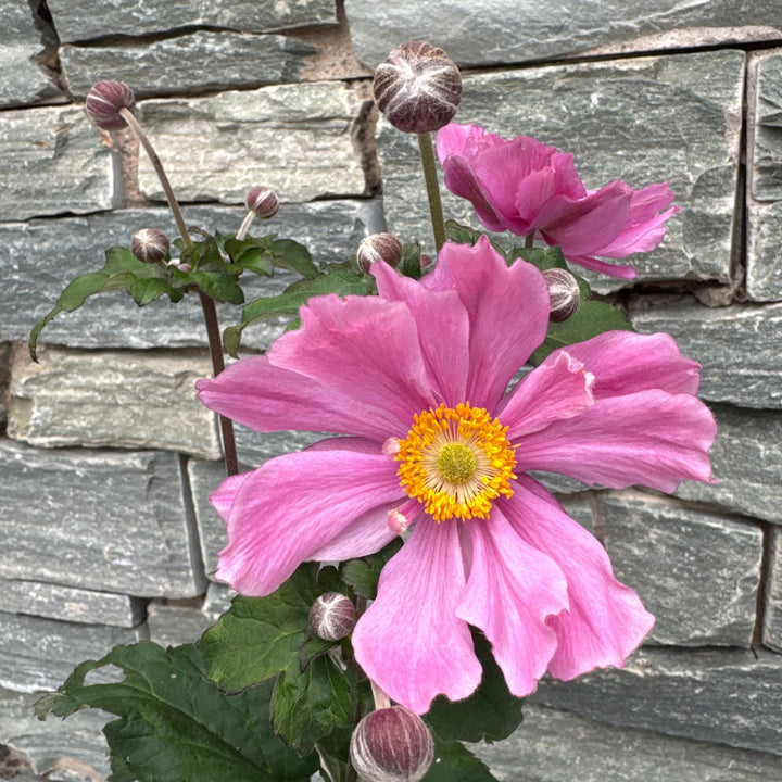 Anemone hyb. Serenade 3ltr Pot