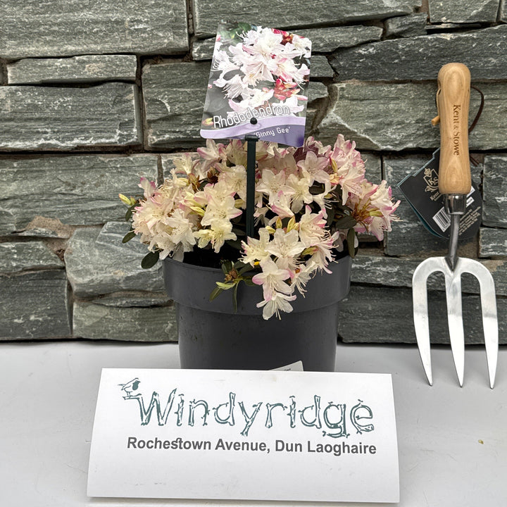 Rhododendron 'Ginny Gee' 20-25 Cm. - Shrubs - Windyridge Garden Centre