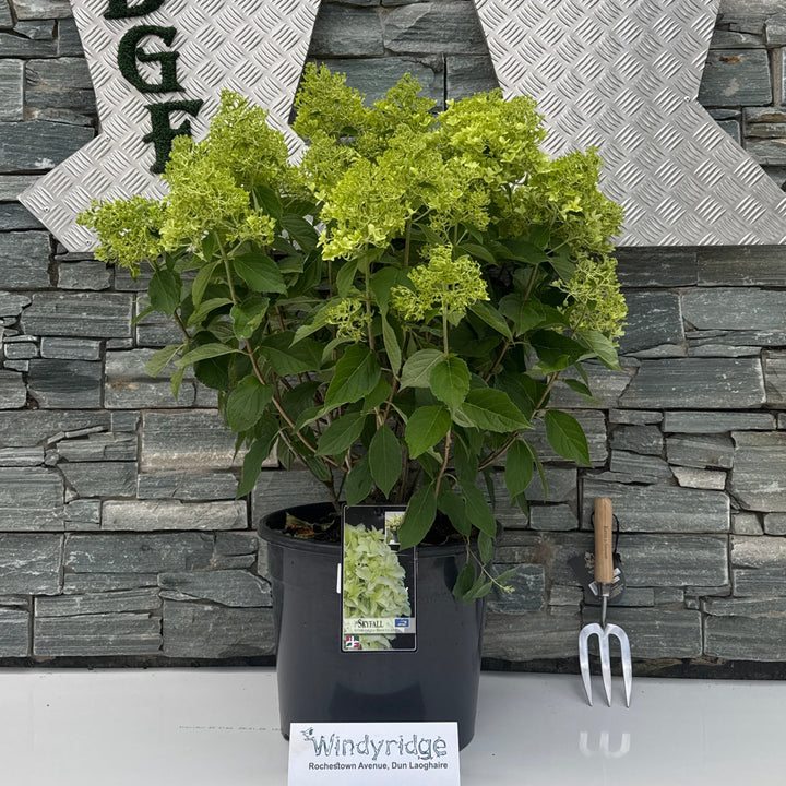 Hydrangea Skyfall P36