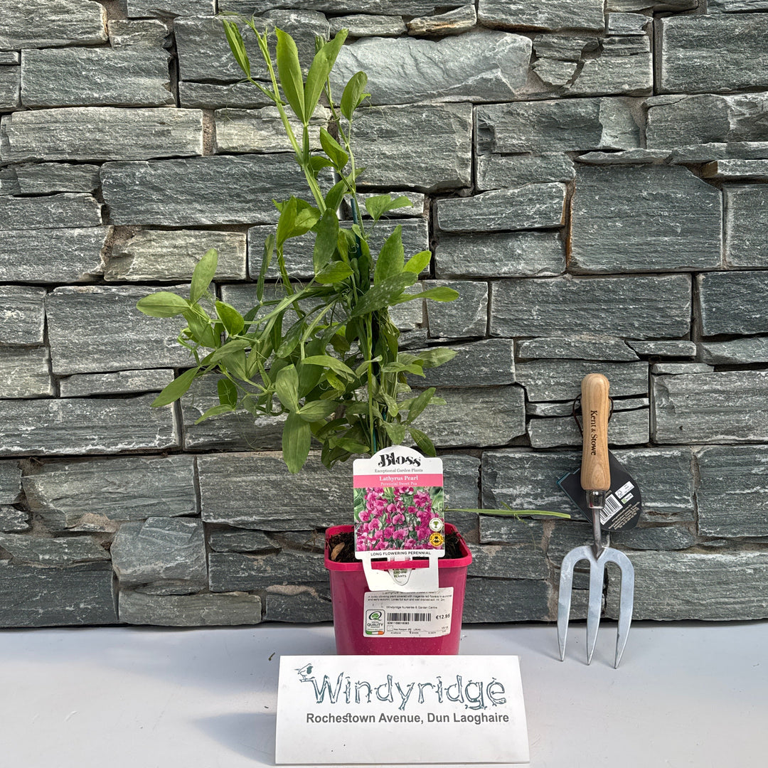 Lathyrus Latifolius 'Red Pearl' 2L - Climbers - Windyridge Garden Centre