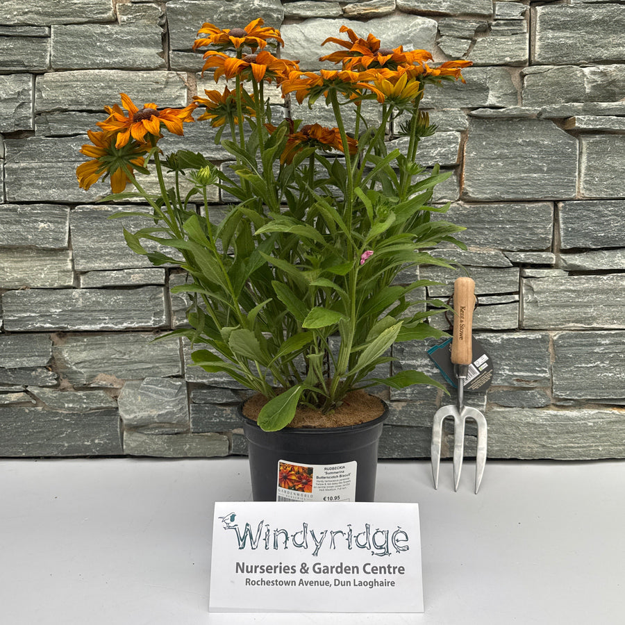 Rudbeckia Summerina Butterscotch Biscuit - Herbaceous - Windyridge Garden Centre
